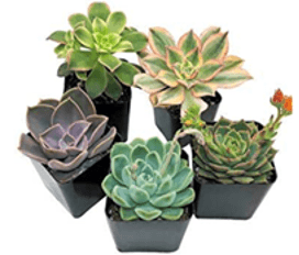 Succulent plants