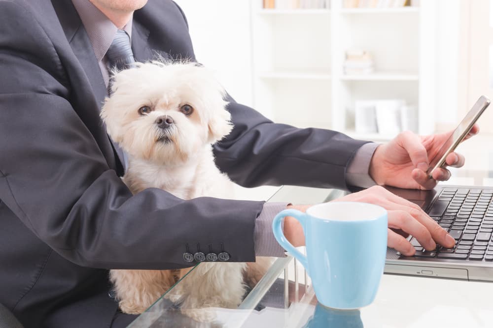 The Best Dog-Friendly Companies of 2024 - thumbnail
